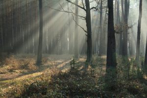 foggy forest full of trees