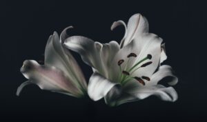 white oriental lily flower